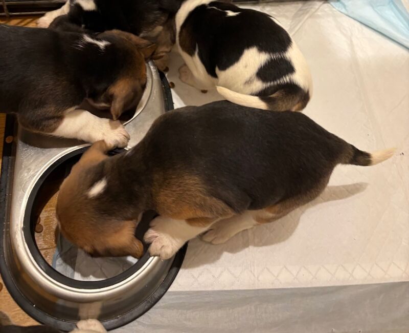 Stunning family bred pedigree Beagle Puppies for sale in Maidstone, Kent - Image 9