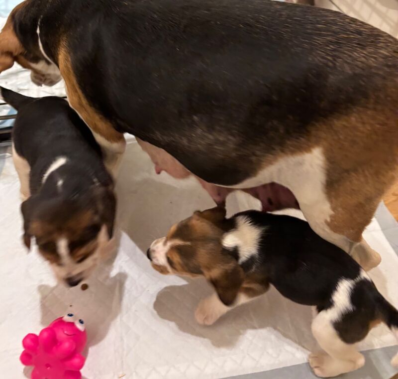 Stunning family bred pedigree Beagle Puppies for sale in Maidstone, Kent - Image 10