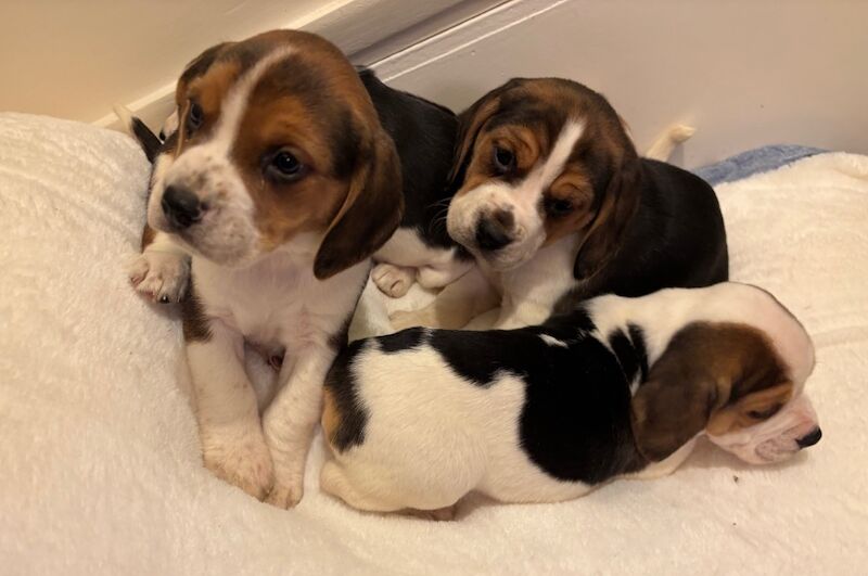 Stunning family bred pedigree Beagle Puppies for sale in Maidstone, Kent - Image 11