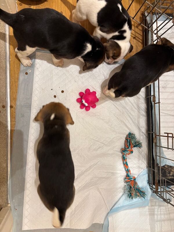 Stunning family bred pedigree Beagle Puppies for sale in Maidstone, Kent - Image 12