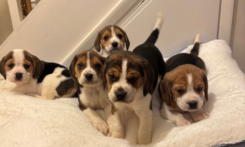 Stunning family bred pedigree Beagle Puppies for sale in Maidstone, Kent - Image 13