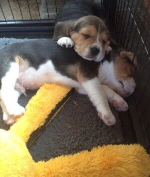 Beagles for sale in Sheffield, South Yorkshire