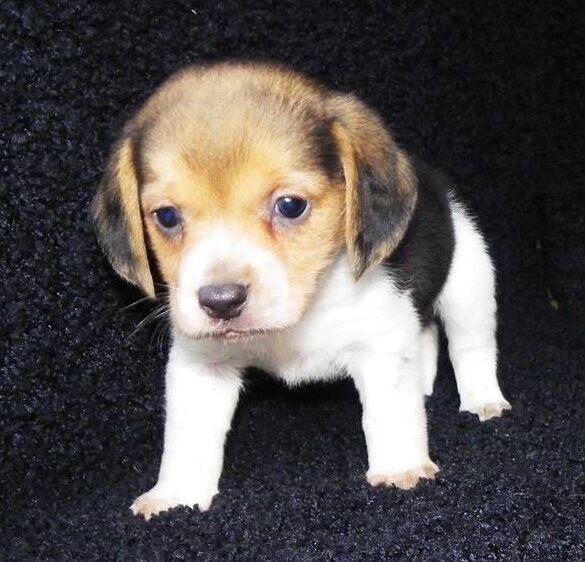 Beagle Puppies for sale in South Yorkshire