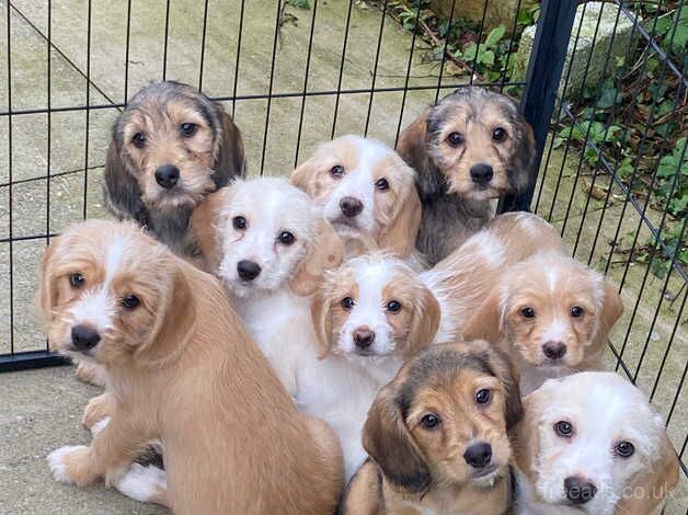 Sweetest Beagle x Cavapoo Puppies for sale in Neath Port Talbot, Neath Port Talbot