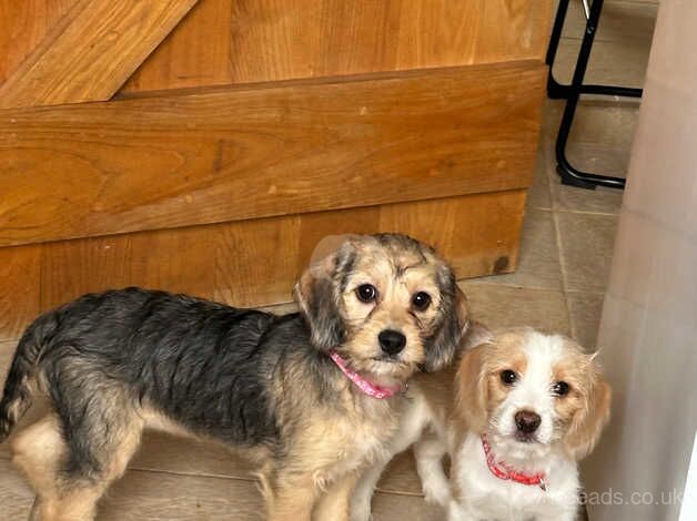 Sweetest Beagle x Cavapoo Puppies for sale in Neath Port Talbot, Neath Port Talbot - Image 2