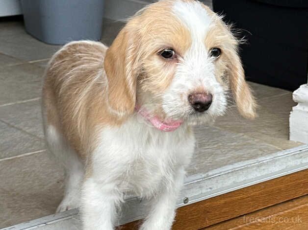 Sweetest Beagle x Cavapoo Puppies for sale in Neath Port Talbot, Neath Port Talbot - Image 3