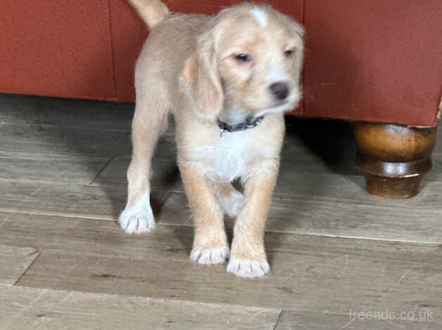 Sweetest Beagle x Cavapoo Puppies for sale in Neath Port Talbot, Neath Port Talbot - Image 5