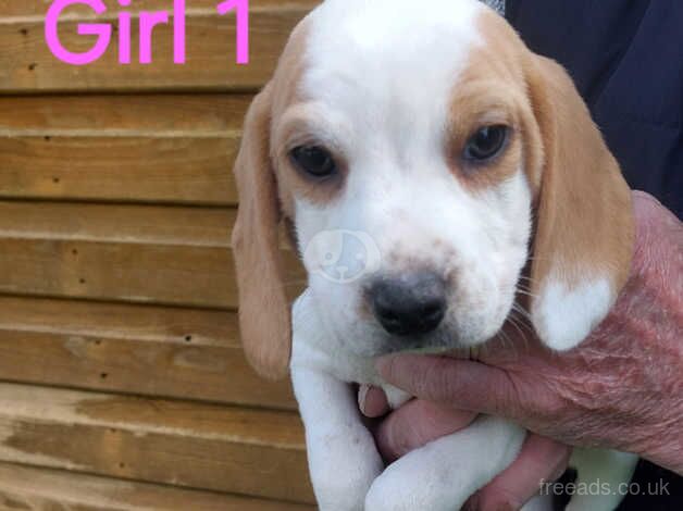 Teckle Beagle Pups for sale in Bromyard, Herefordshire