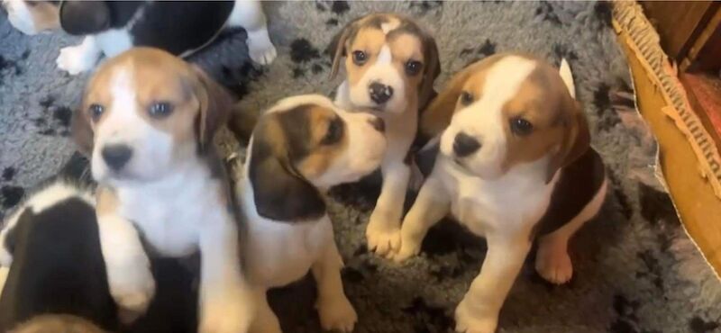 Newborn puppies for hot sale sale near me