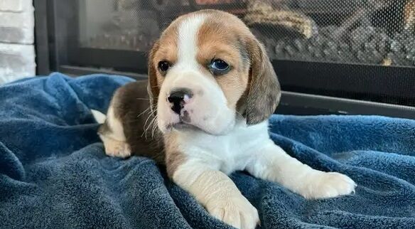 Tricolour Beagles for sale in Liverpool, Merseyside