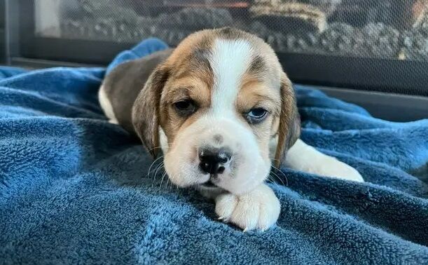 Tricolour Beagles for sale in Liverpool, Merseyside - Image 2