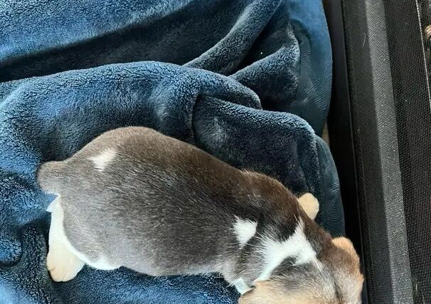 Tricolour Beagles for sale in Liverpool, Merseyside - Image 3