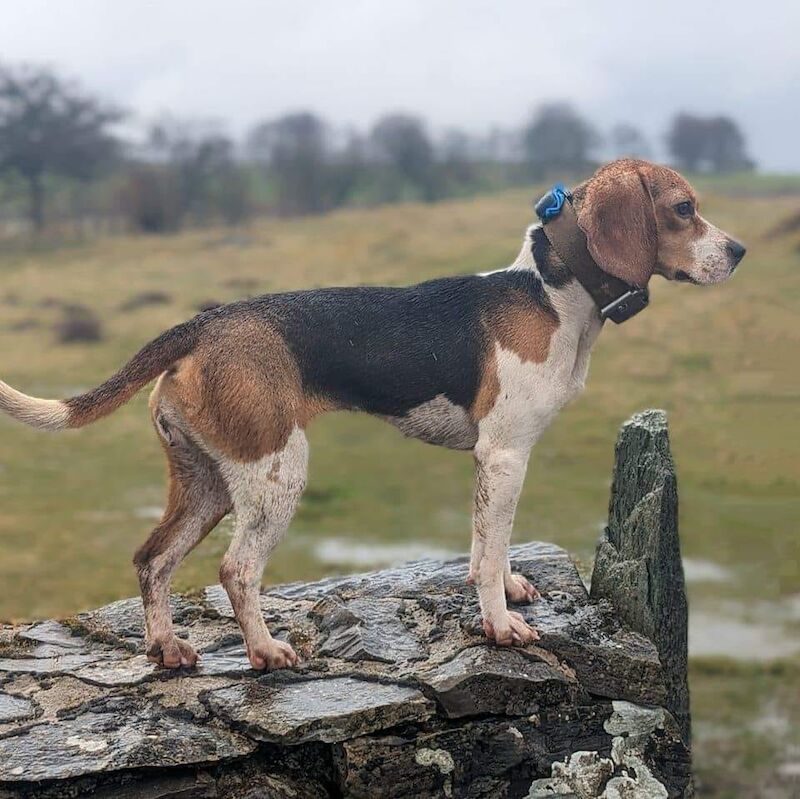 Beagle Puppies For Sale Under £1,000