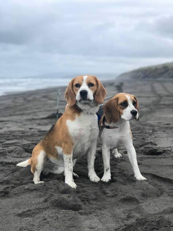 fred lesson - Beagle breeder