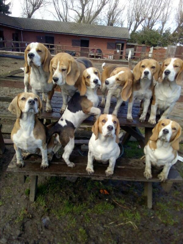 karen thompson - Licensed Beagle breeder