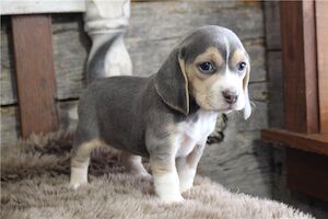 Kims - Beagle breeder